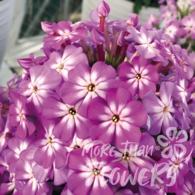Phlox paniculata FLAME® PRO VIOLET CHARM 'Doplovich' PBR